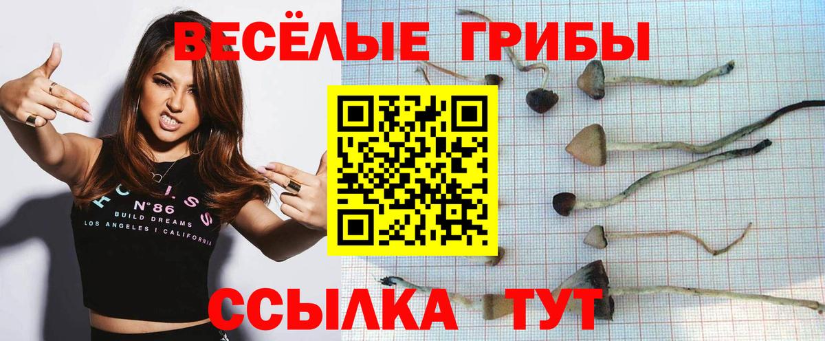 Димитровград  Псилоцибиновые грибы мухоморы  даркнет сайт  Вход с VPN 